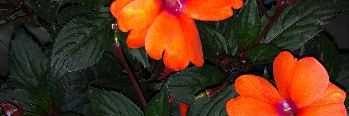 Pinkjack33's profile banner image