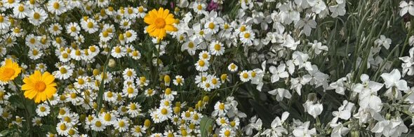 Seda__KOSAR's profile banner image