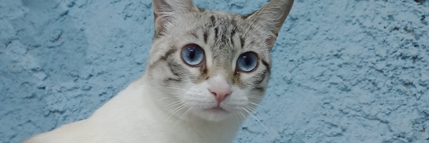 ArielaaDiaz's profile banner image