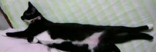 Waka_Panda222's profile banner image