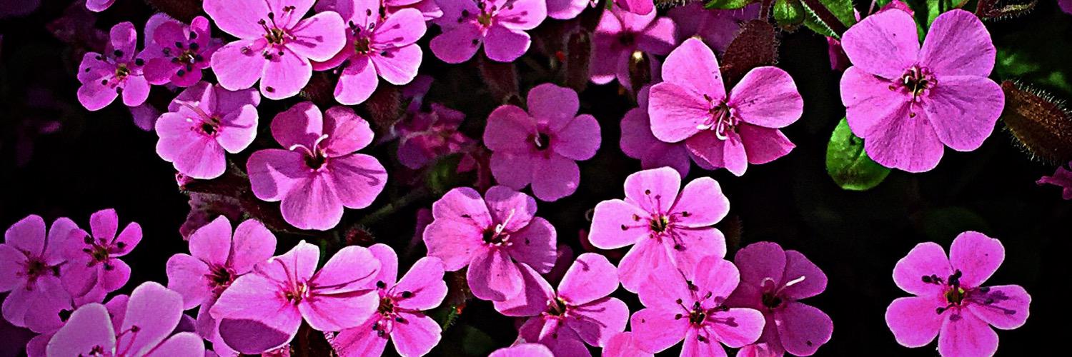 HappyPruner's profile banner image