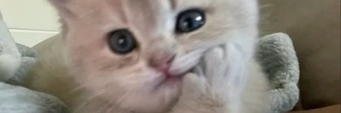 ebbiealee's profile banner image
