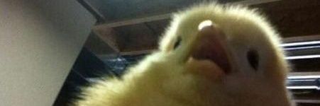 2 banner