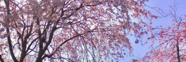 achi_cabj's profile banner image