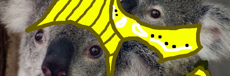 21_koalas's profile banner image