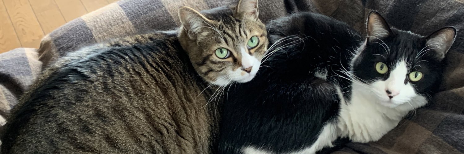 🖇ただの猫好き🖇 banner