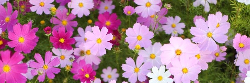 HelloVanny's profile banner image