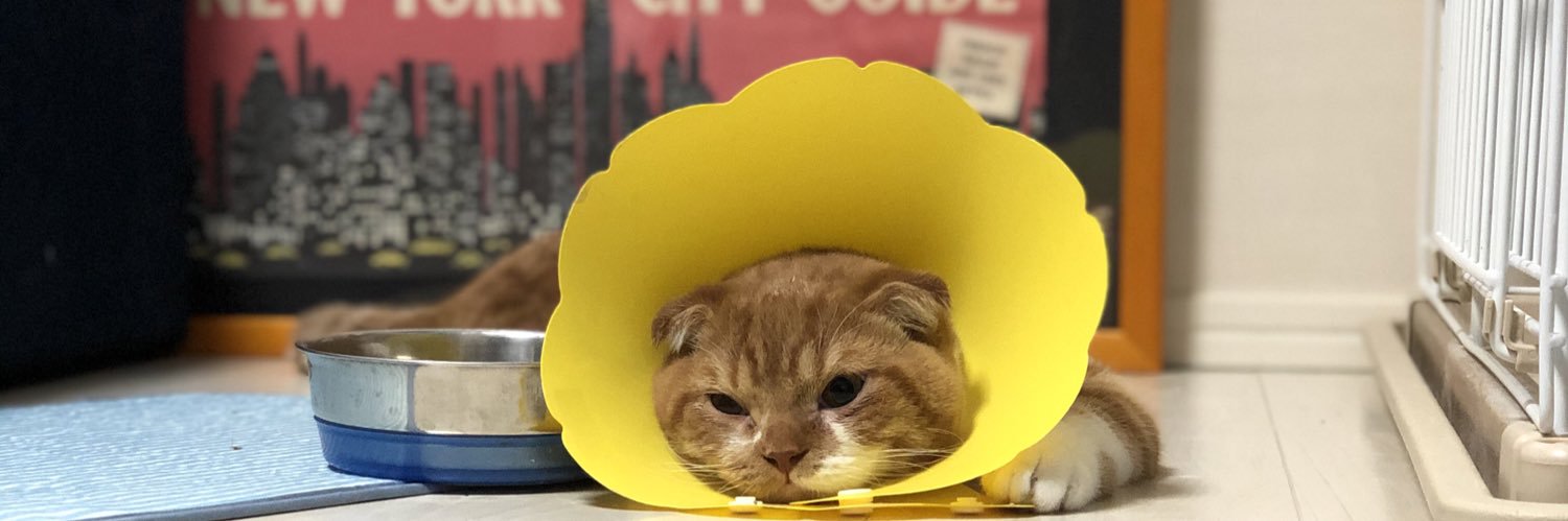 buzzhi's profile banner image