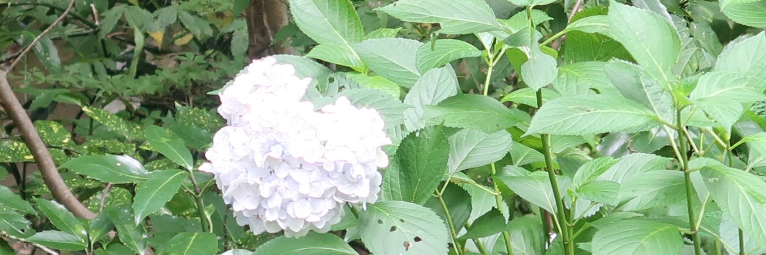 satokeron's profile banner image