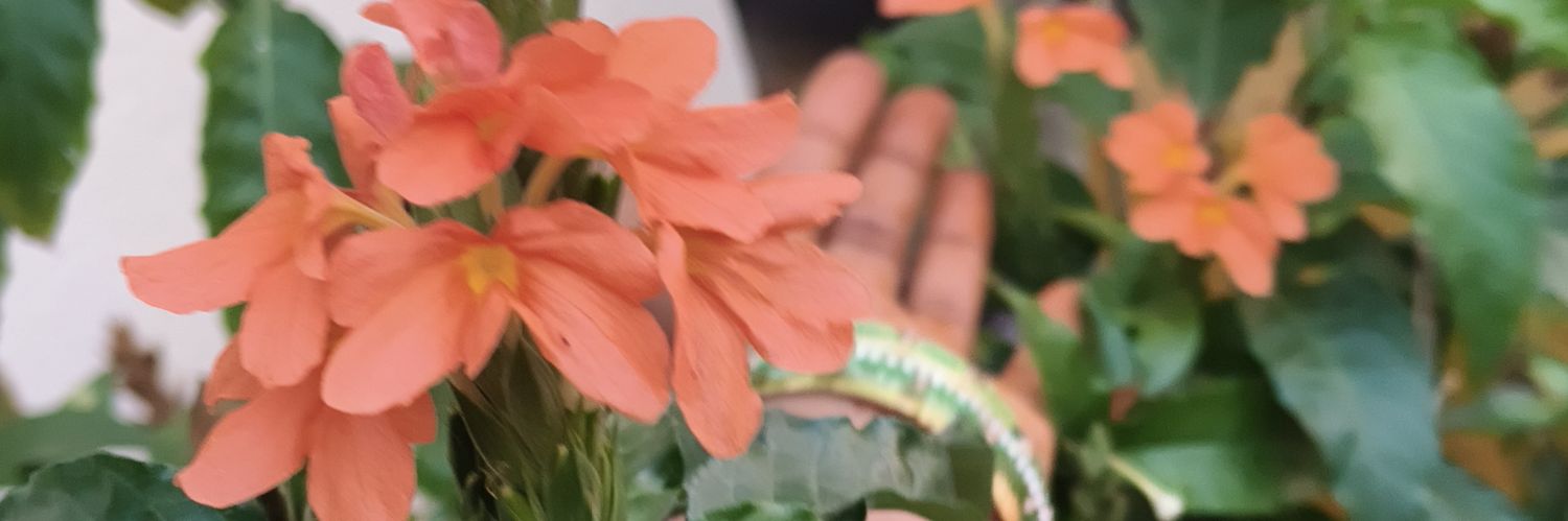☁🐉Ѧllari PìLLä🦚☁ banner