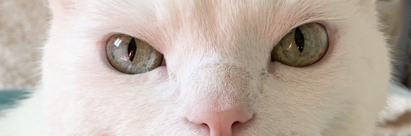 Laneylaneh's profile banner image