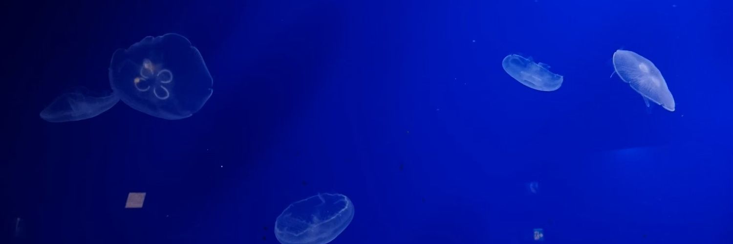 SHI0RI0809's profile banner image