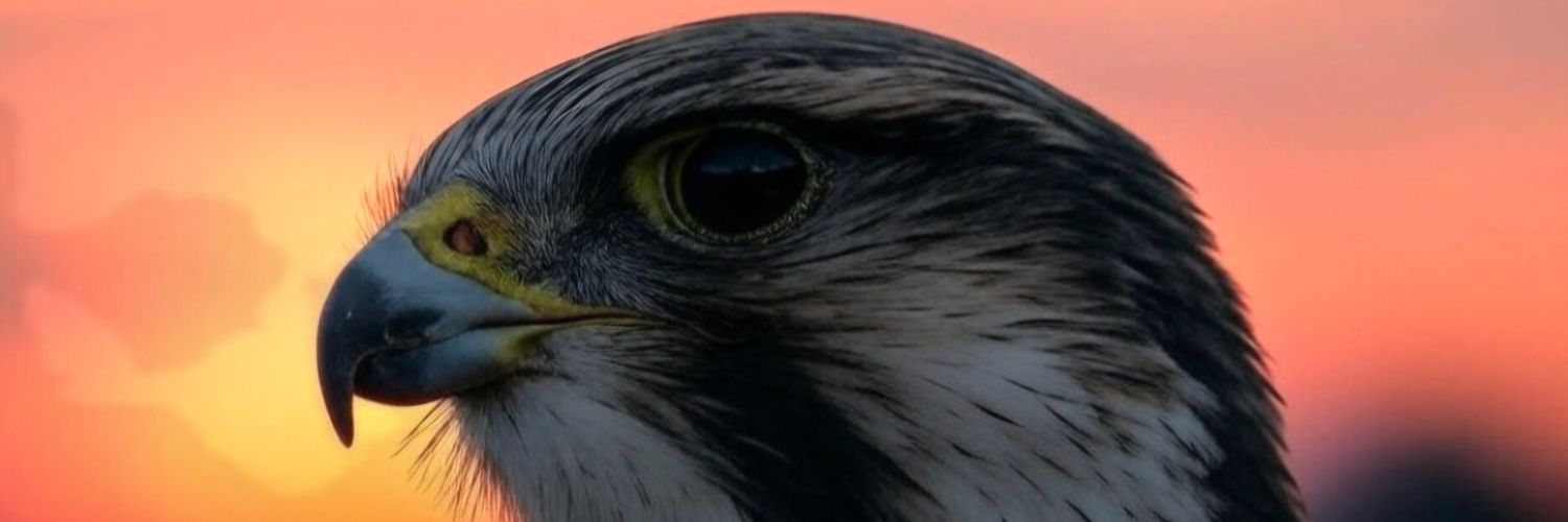 Plume démoniaque banner