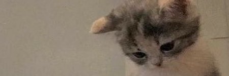 laurenvvss's profile banner image