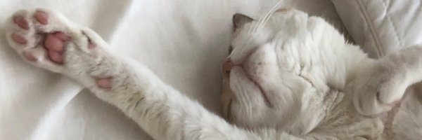 omochimochimo15 Profile Banner