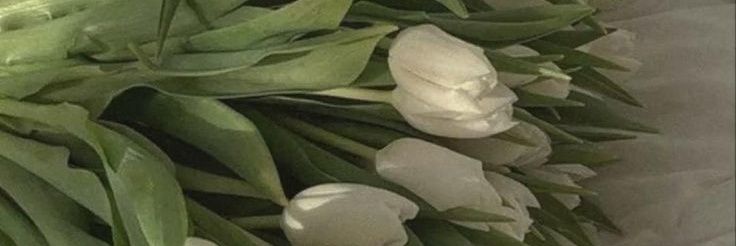 sal banner