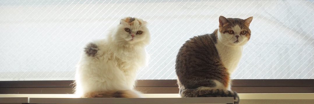 ｆｕｕ_ｃｈｉｒｏｒｕ banner