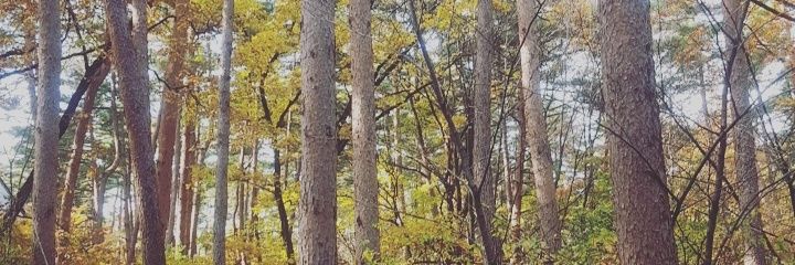 1990sumire's profile banner image