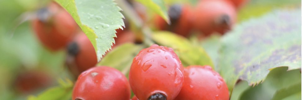 Heikelste 🐝 banner