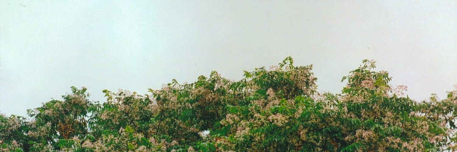 big amerikan tts banner