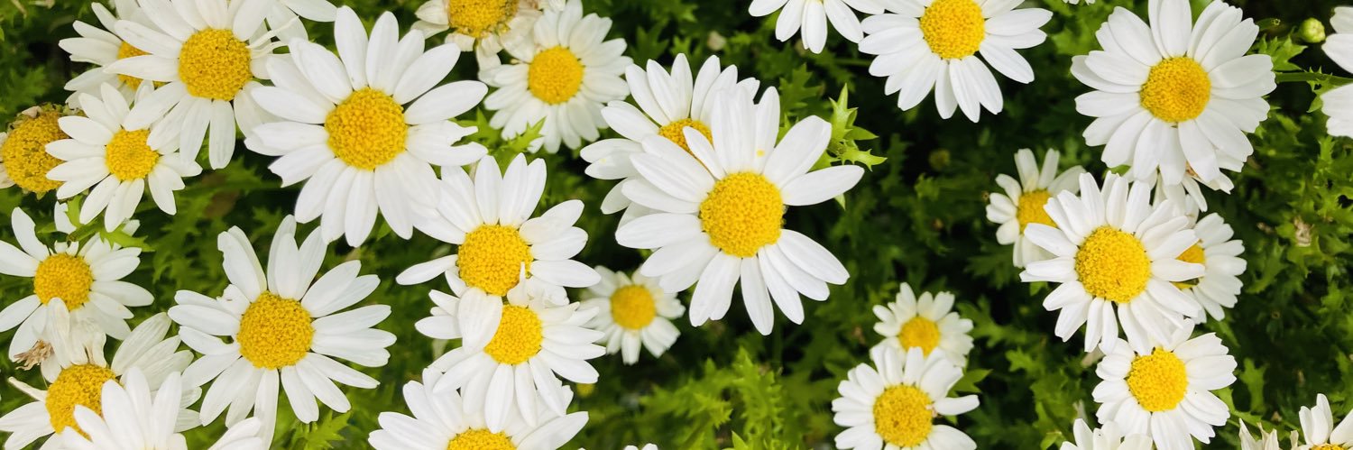 花城正樹😀コミュニティ鍼灸師 banner