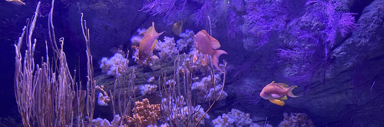 Cece Martinez banner