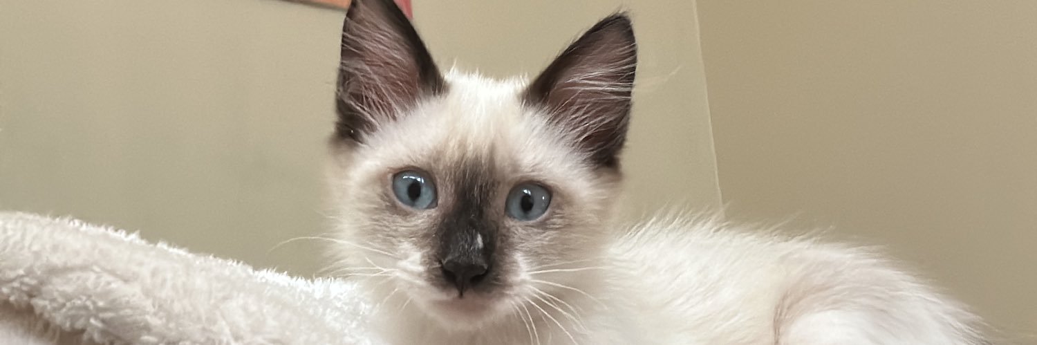 zlulilo's profile banner image