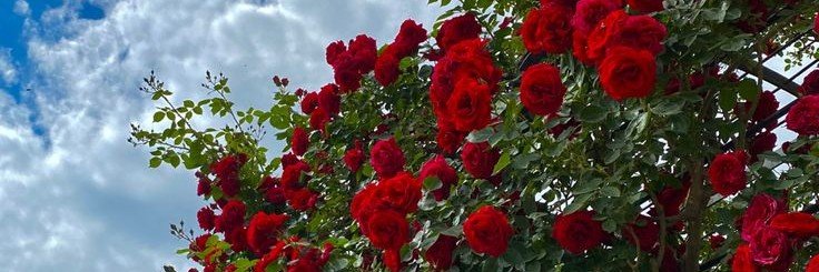 Amiravibe's profile banner image