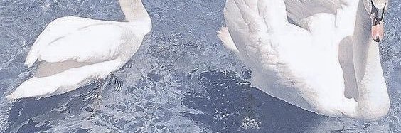 tontonmaae's profile banner image