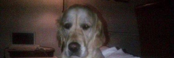 DesolateCryptid banner