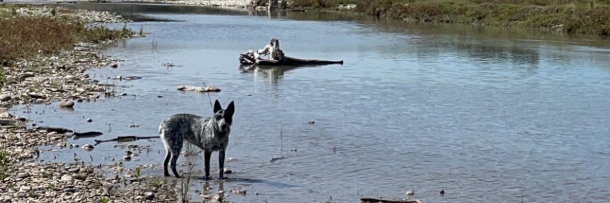 SaltyBroad's profile banner image