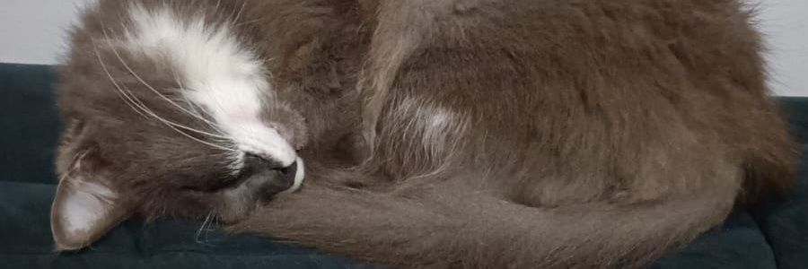 efêmero {••} banner