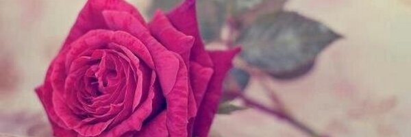 DRMUNIRAH59 Profile Banner