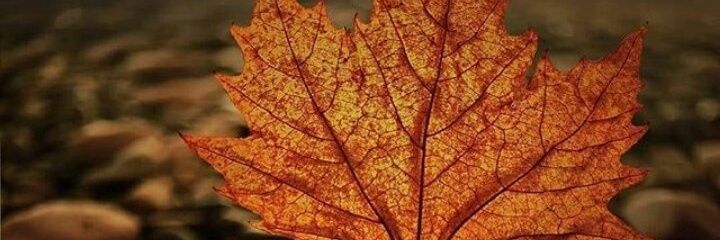 cihantur's profile banner image