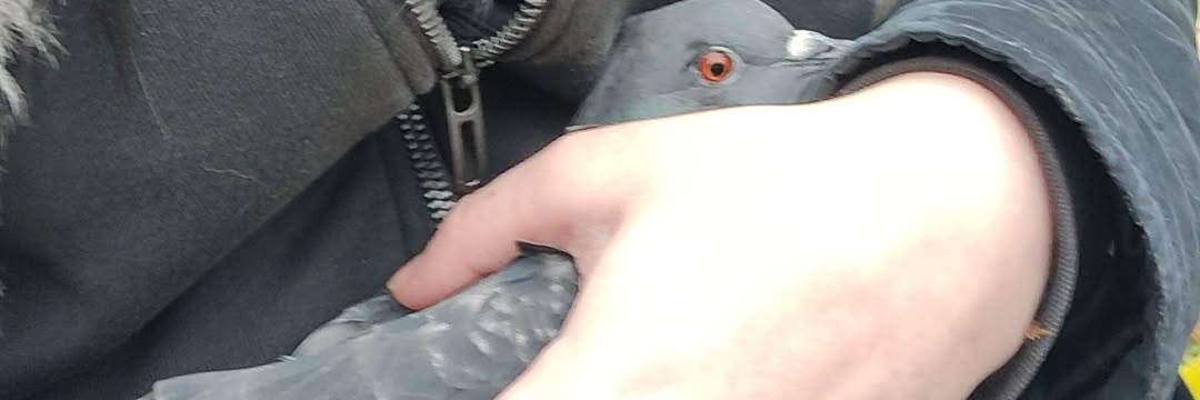 Mx.Crake (eldersalt truther) banner