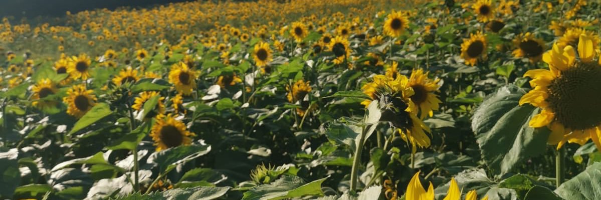 Siobhan Halligan 💙 banner