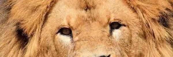MrOloyeofOkada Profile Banner