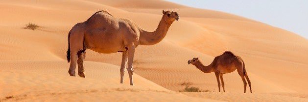 د. عمر محمد الشمري banner