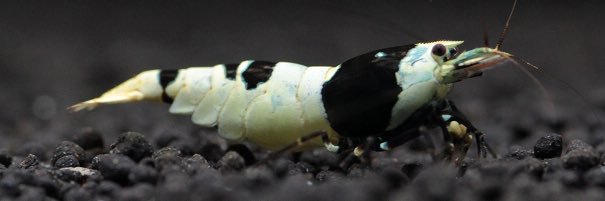 CocoBee1919's profile banner image