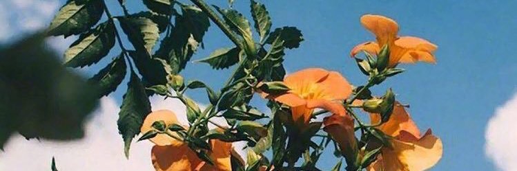 Aldimeder's profile banner image