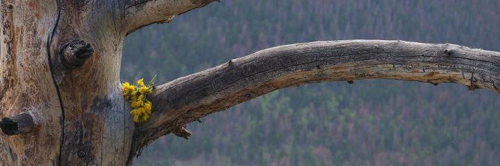 SarahInSunshine's profile banner image