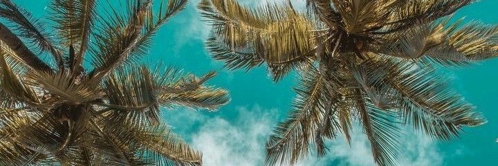 Lilimaracevedo's profile banner image