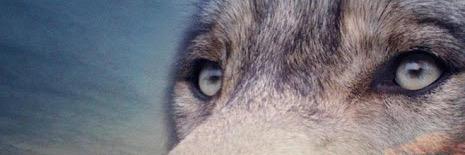 L_a_bb's profile banner image