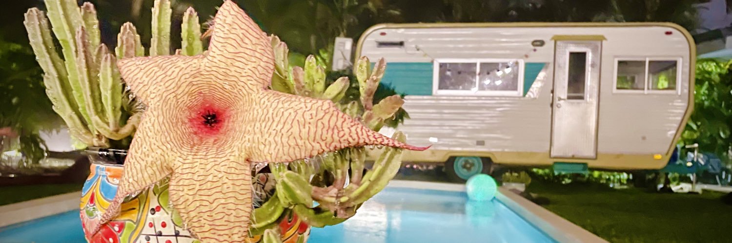 CurlyandClever's profile banner image