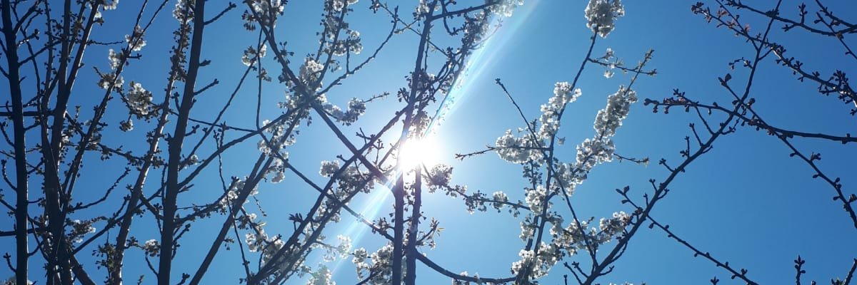 incibeyza's profile banner image
