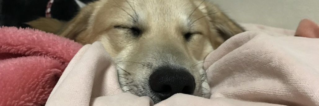 ShigeRose's profile banner image