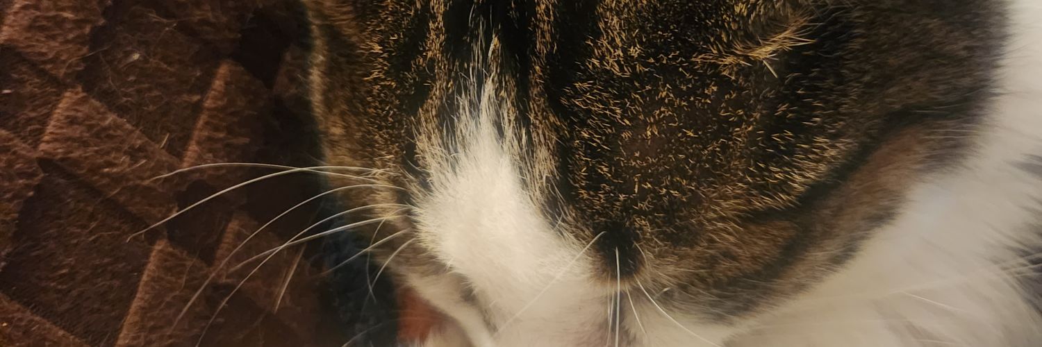 zen shigaraki apologist banner