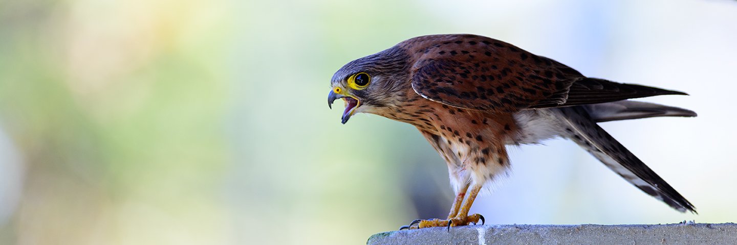 Mark Fellowes banner