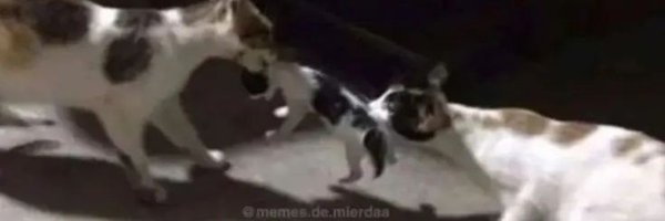 muamuakAAMX Profile Banner