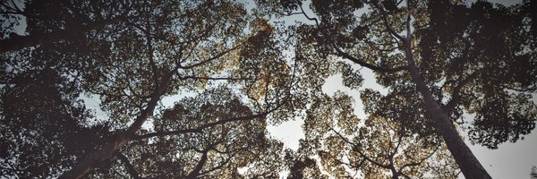 treeactionuk Profile Banner